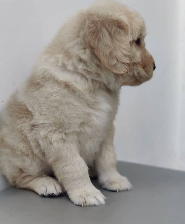 golden retriever puppy for sale 15