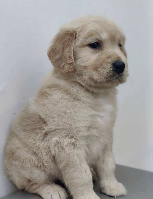 golden retriever puppy for sale 16