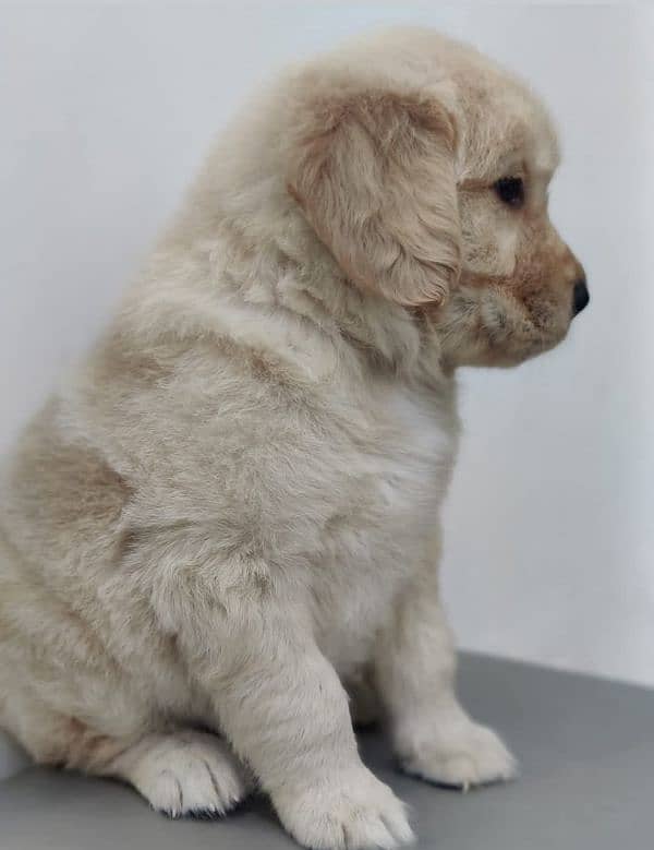 golden retriever puppy for sale 17