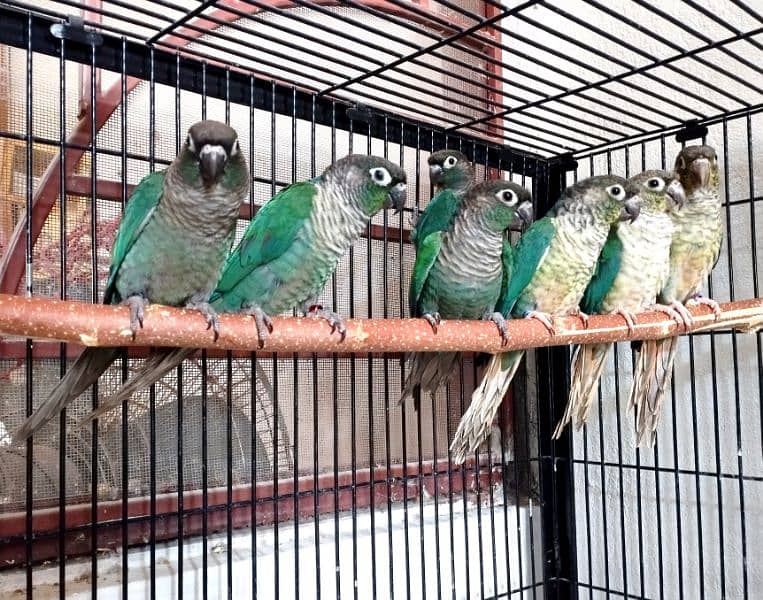 blue turquoise green cinnamon split blue conurers 0