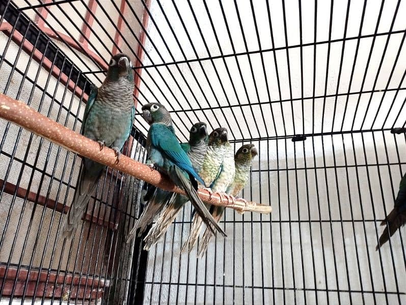 blue turquoise green cinnamon split blue conurers 2