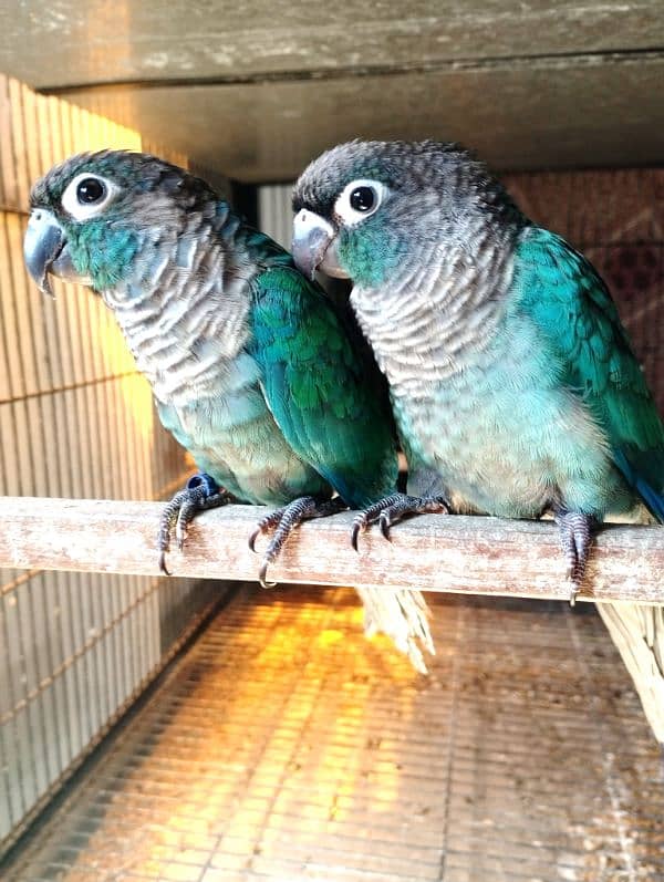 blue turquoise green cinnamon split blue conurers 3