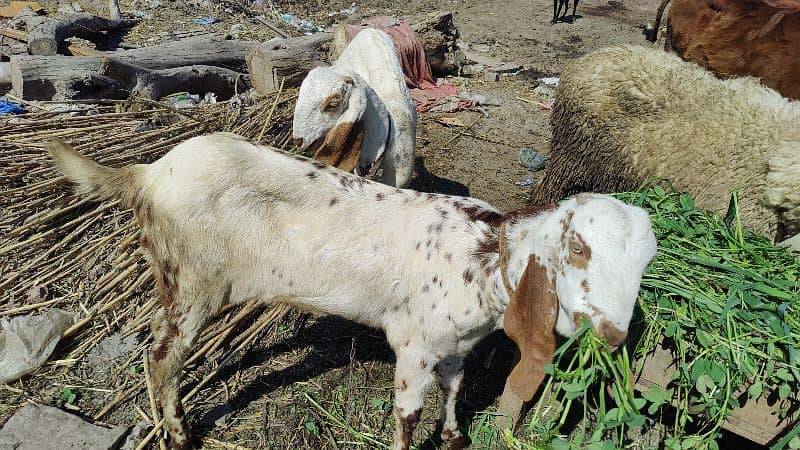 Makhi Cheeni Pathen Qurbani pr b lag sakti hain 2025 1