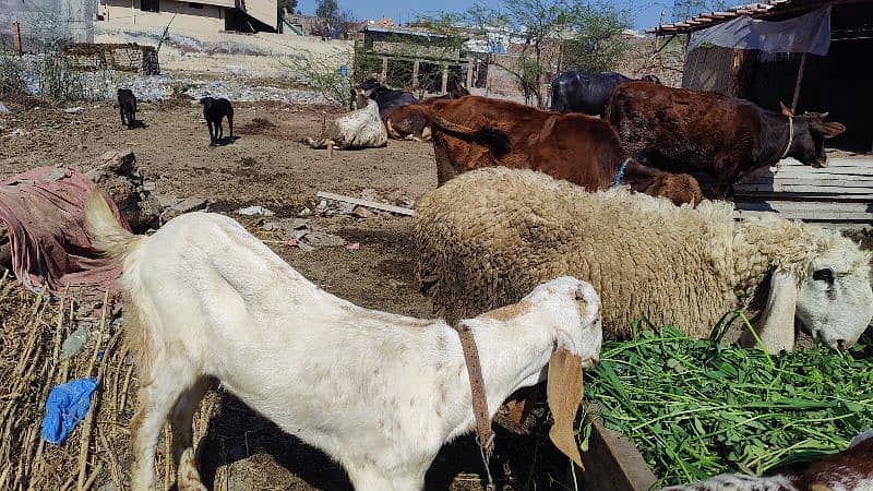 Makhi Cheeni Pathen Qurbani pr b lag sakti hain 2025 2