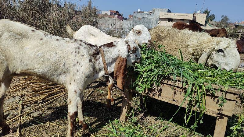 Makhi Cheeni Pathen Qurbani pr b lag sakti hain 2025 3