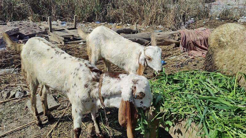 Makhi Cheeni Pathen Qurbani pr b lag sakti hain 2025 4