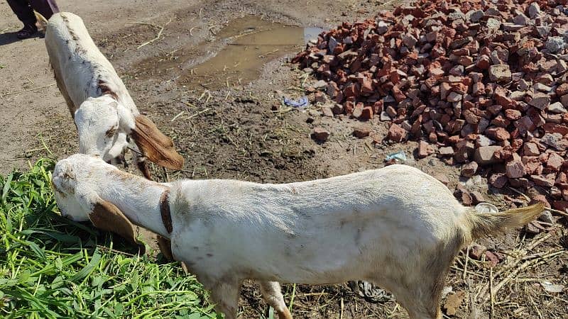 Makhi Cheeni Pathen Qurbani pr b lag sakti hain 2025 5