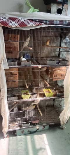 Cocktail and love birds( Breeder pairs)