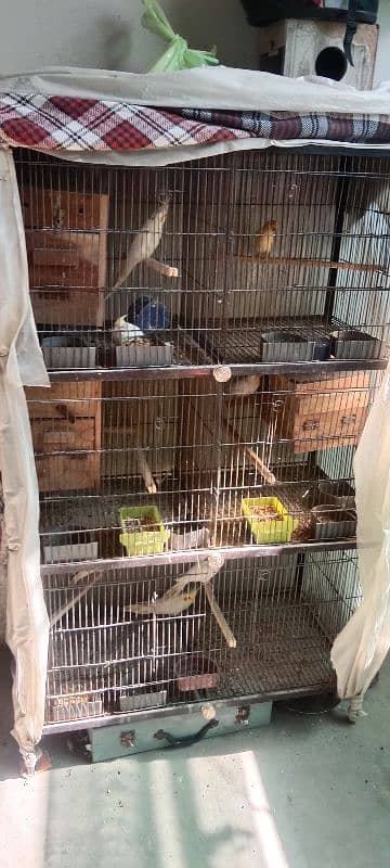 Cocktail and love birds( Breeder pairs) 0