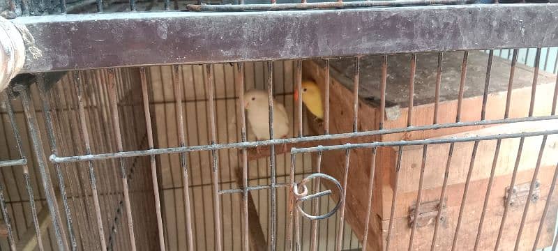 Cocktail and love birds( Breeder pairs) 3