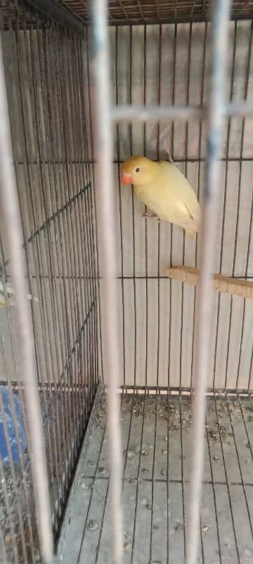 Cocktail and love birds( Breeder pairs) 5