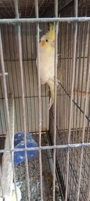 Cocktail and love birds( Breeder pairs) 7