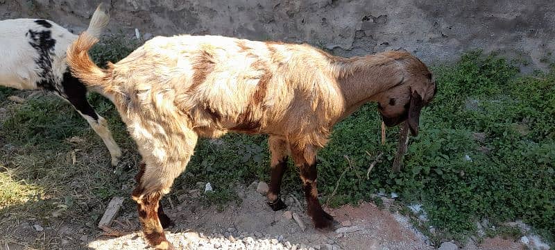 2 Danth Qurbani wla ghar ka palay hwa bakray distiyab hain 0