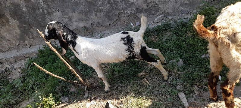 2 Danth Qurbani wla ghar ka palay hwa bakray distiyab hain 2