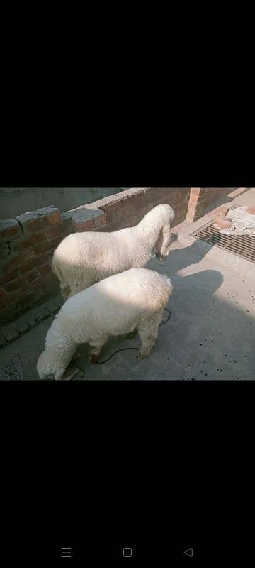 female Sheeps for sale 0