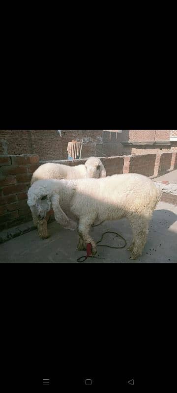 female Sheeps for sale 1