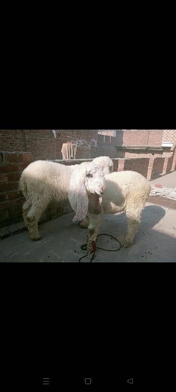 female Sheeps for sale 2