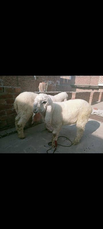 female Sheeps for sale 3