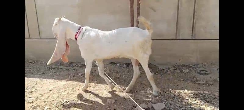 Pure exibition gulabi breed goats 3