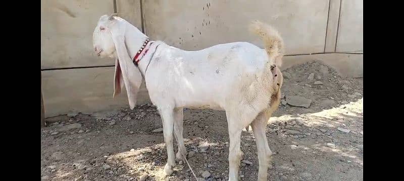 Pure exibition gulabi breed goats 4