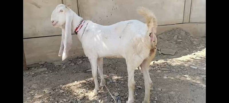 Pure exibition gulabi breed goats 5