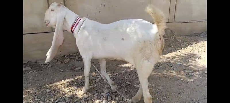 Pure exibition gulabi breed goats 6