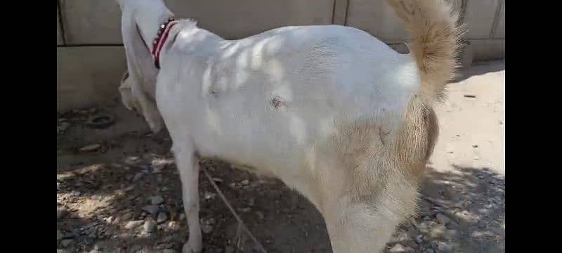 Pure exibition gulabi breed goats 7