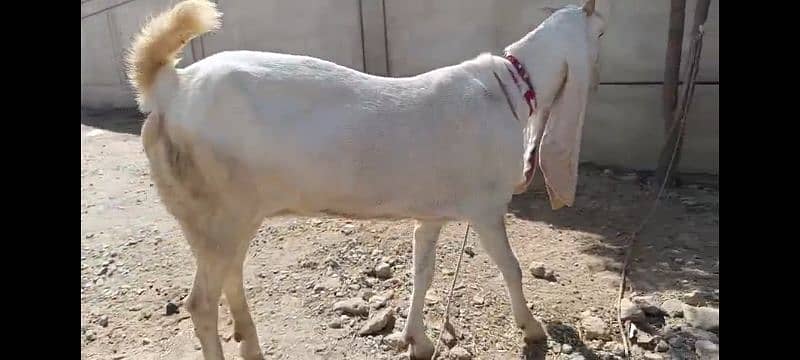 Pure exibition gulabi breed goats 8