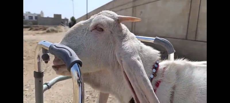 Pure exibition gulabi breed goats 13