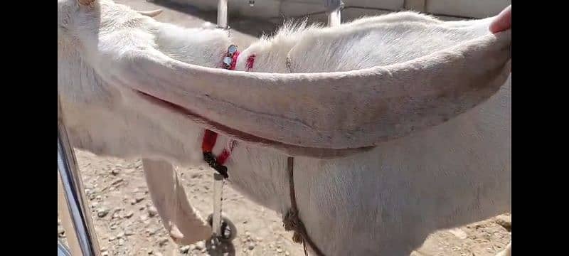 Pure exibition gulabi breed goats 14