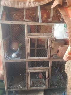 gen and parrot cage for sale and also australian parrot