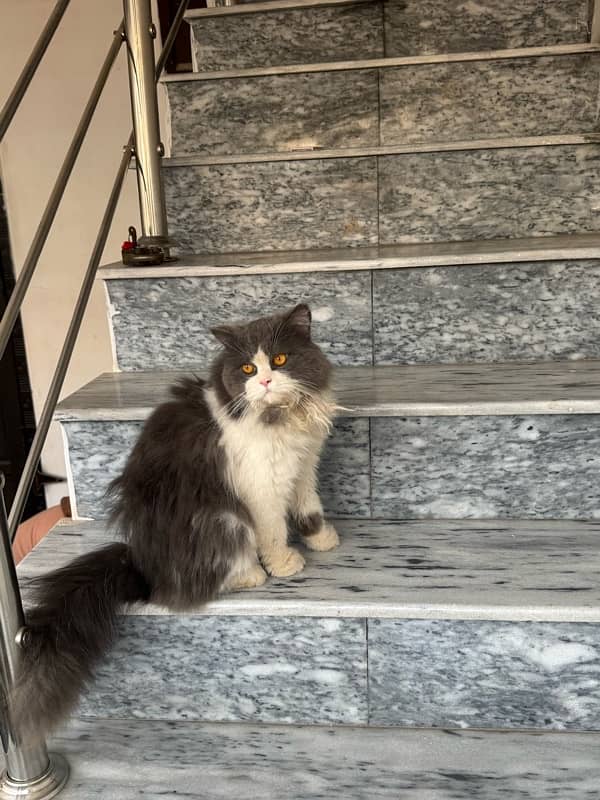 male cat for sale 10