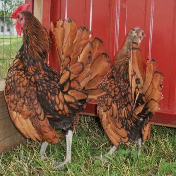 golden sebright pair breeder 1 male extra 0