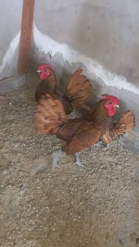 golden sebright pair breeder 1 male extra 1