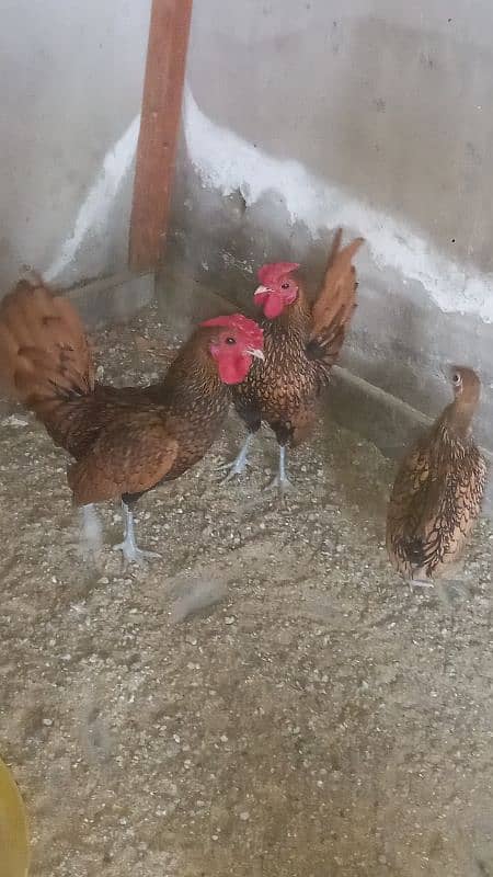 golden sebright pair breeder 1 male extra 2