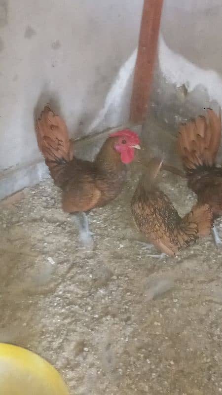 golden sebright pair breeder 1 male extra 3