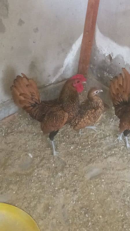 golden sebright pair breeder 1 male extra 5