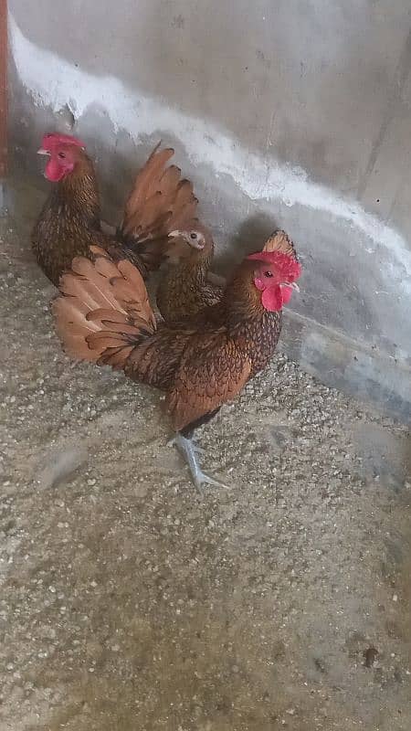 golden sebright pair breeder 1 male extra 6