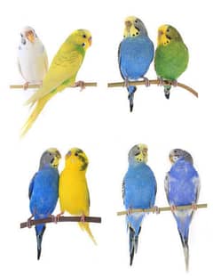 Budgie parrots breader and baby available