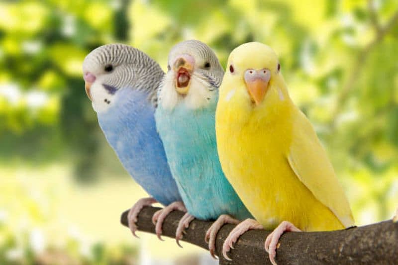 Budgie parrots breader and baby available 1