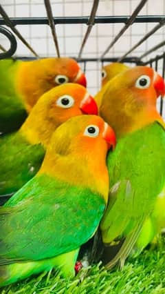 Healthy & Active Lovebirds All Breeder Pairs