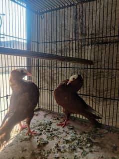 Brown Mukhi 1 2 Kali chicks pair