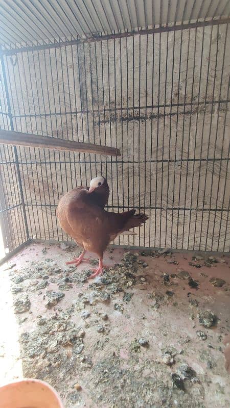 Brown Mukhi 1 2 Kali chicks pair 3