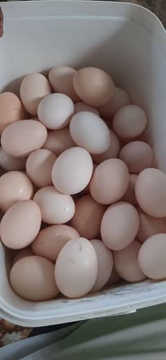 Fertile HEN Eggs Golden Misri