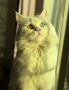 Odd eyes persian for sale