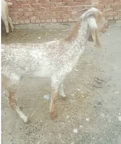 bakra | bakri | mundra | chahtra | sheep | goat | Makkhi China bakri