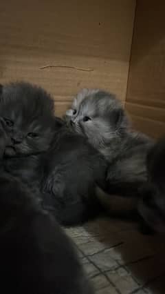 Persion kittens