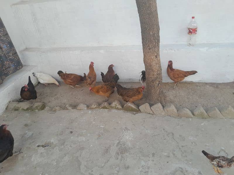 Desi hens 0