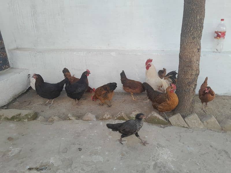 Desi hens 1