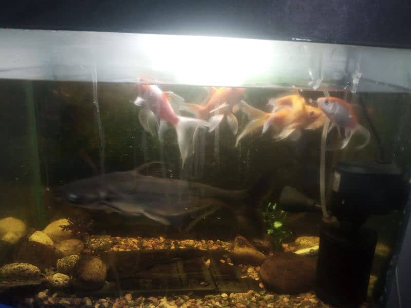 6 Goldfish with 1 shark and 1 sucker mouth up for new home 0